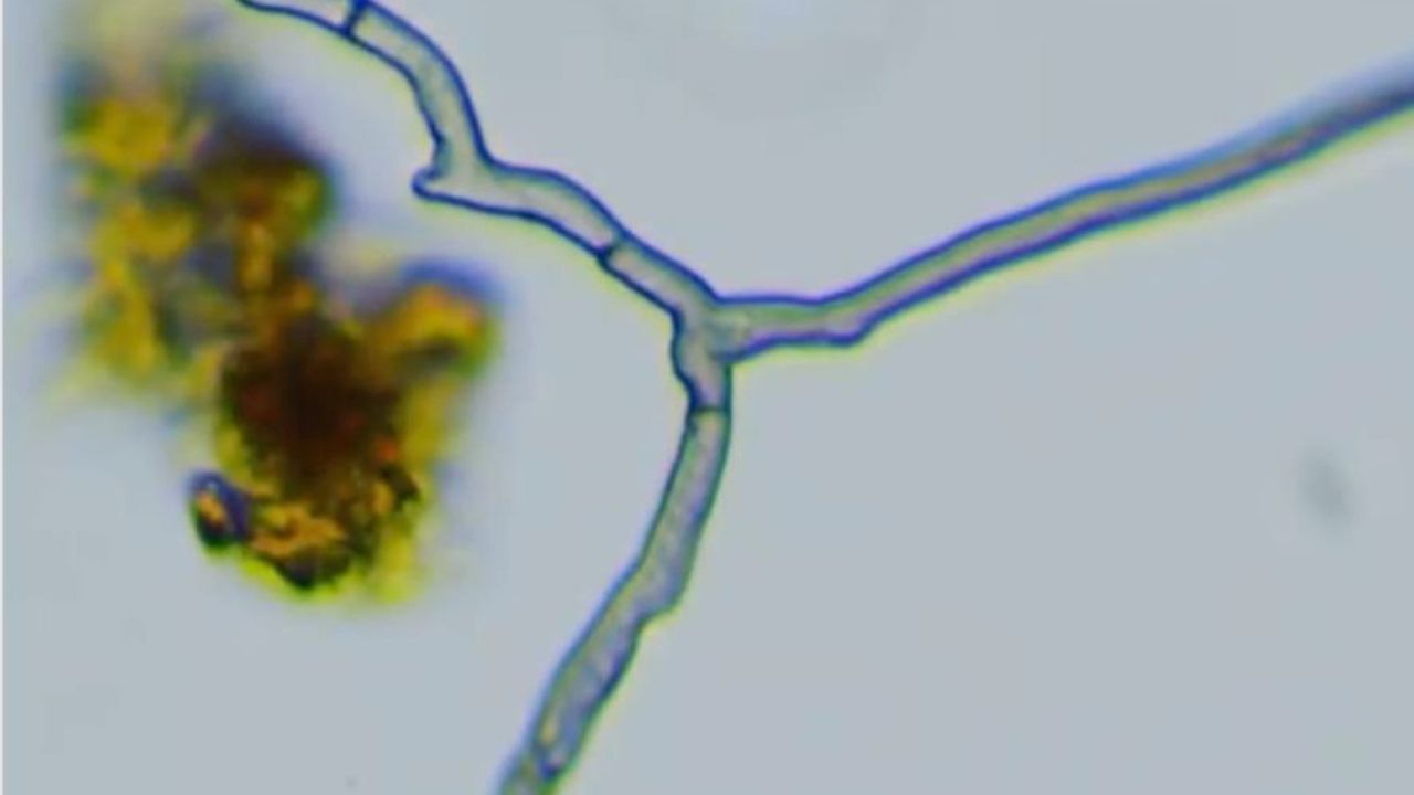 La soglia del suolo: ripensare gli spazi tra per sentire gli ambienti viventi